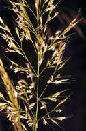 Image of golden oat grass