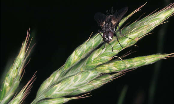 Image of soft brome