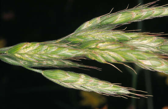 Image of soft brome