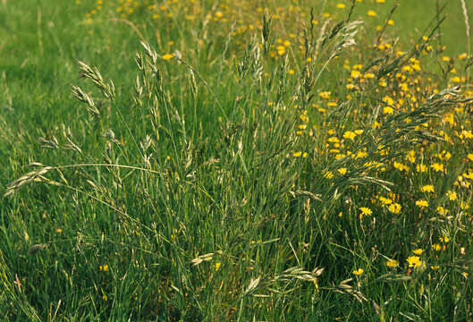 Image of soft brome