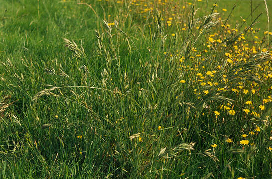 Image of soft brome