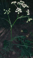 Image of Conopodium