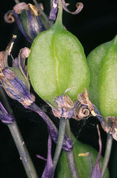 Image of Common Bluebell