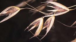 Image of wild oat