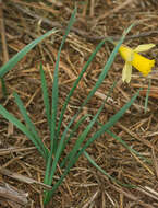 Image of Narcissus pseudonarcissus subsp. pseudonarcissus