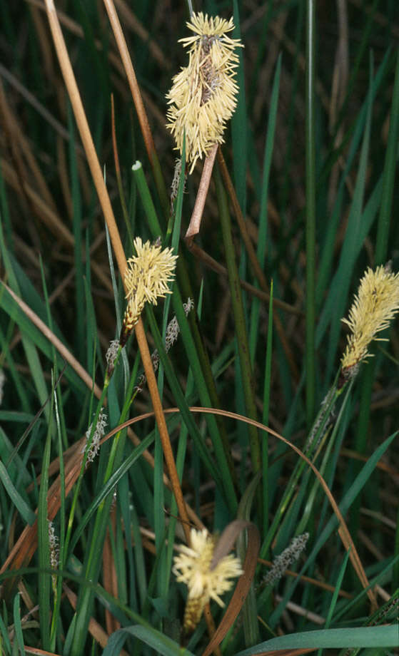 Image of carnation sedge