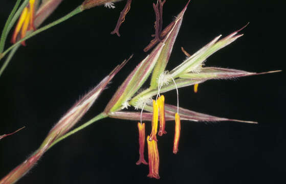 Image of erect brome