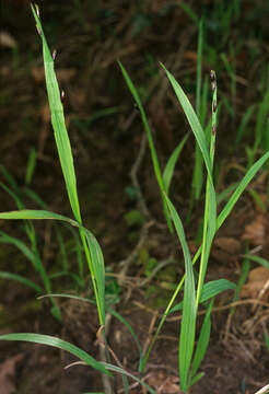 Melica uniflora Retz. resmi