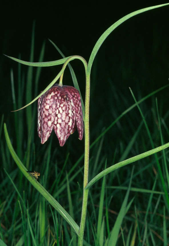 Image of Lazarus bell