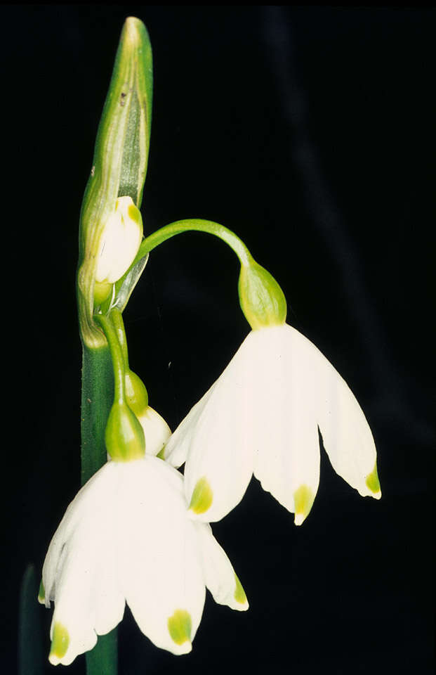 Imagem de <i>Leucojum <i>aestivum</i></i> subsp. aestivum