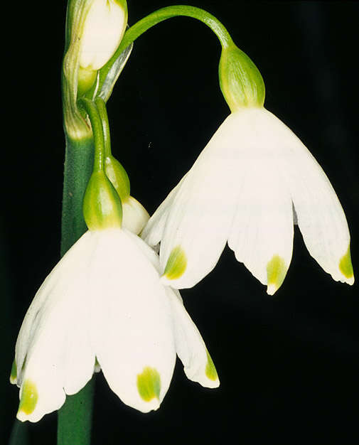 Imagem de <i>Leucojum <i>aestivum</i></i> subsp. aestivum