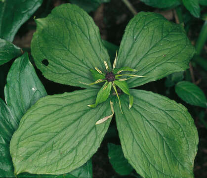 Image of herb Paris