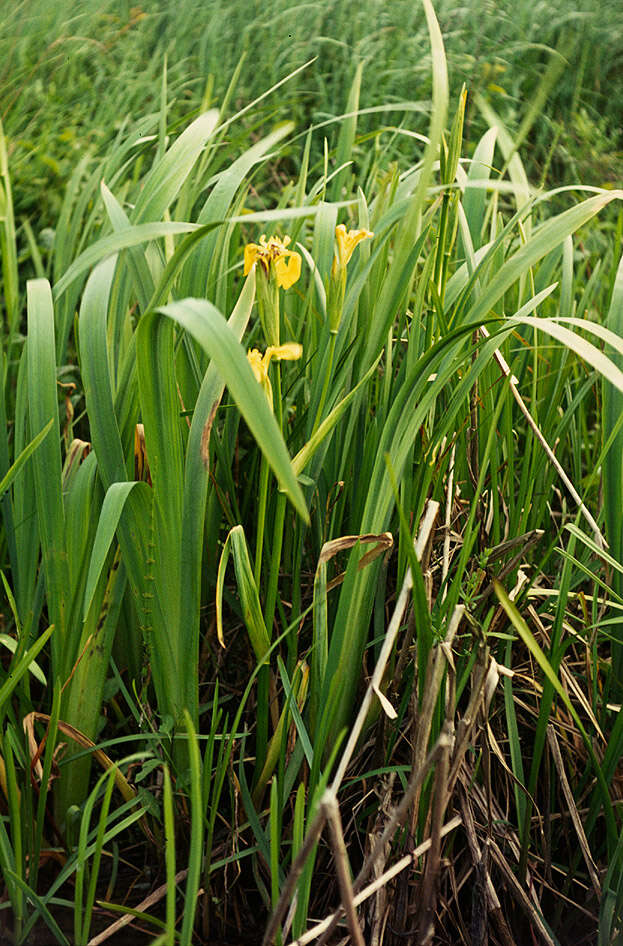 Image of yellow flag, yellow iris