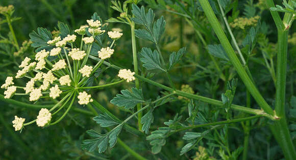 Oenanthe crocata L. resmi