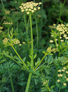 Oenanthe crocata L. resmi