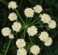 Oenanthe crocata L. resmi