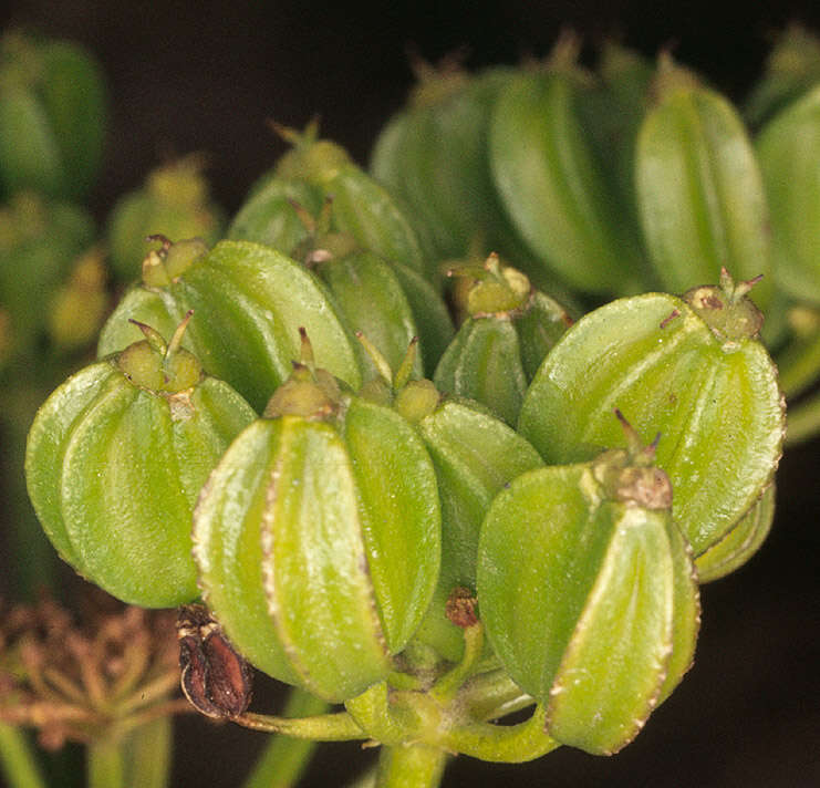 Smyrnium olusatrum L. resmi