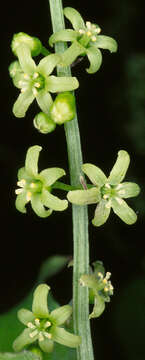 Image of Dioscorea communis (L.) Caddick & Wilkin