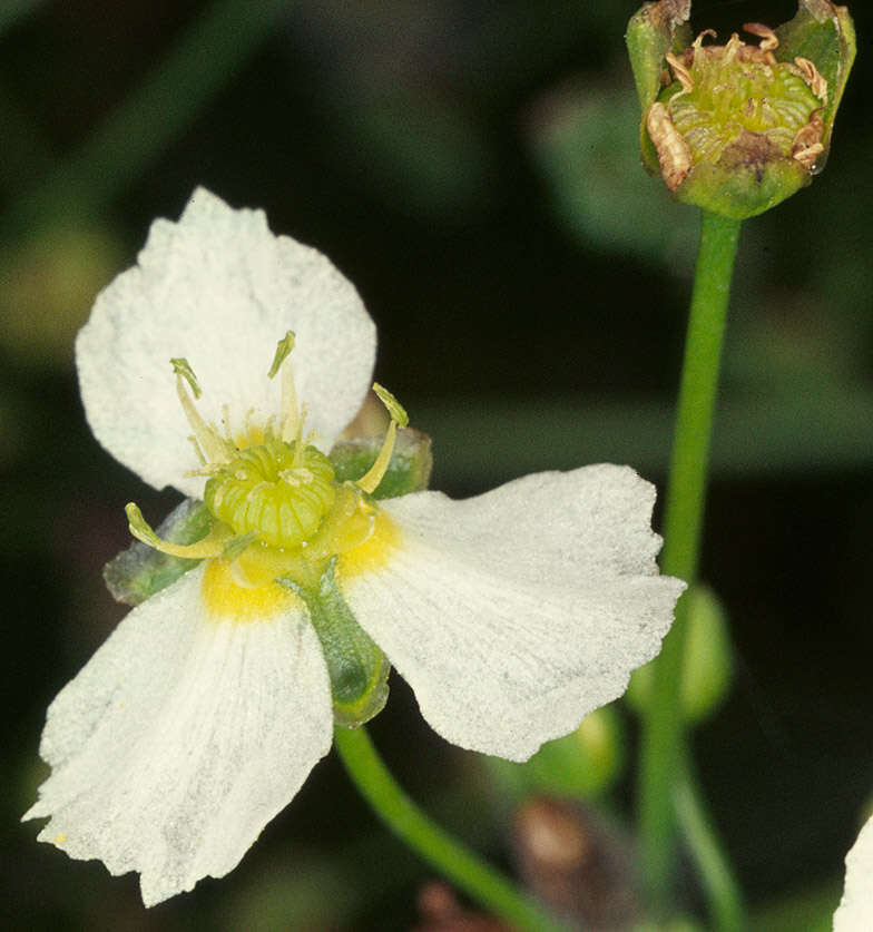 Image of Common Water-plantain