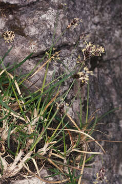 Image of blue moor grass