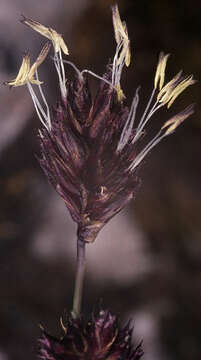 Image of blue moor grass