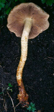 Image of Pholiota gummosa (Lasch) Singer 1951