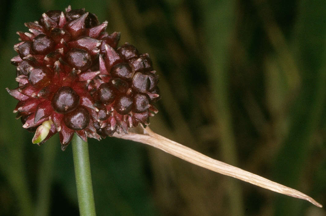 Image of wild garlic