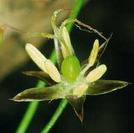 Image of hairy woodrush