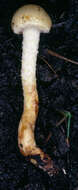 Image of Pholiota gummosa (Lasch) Singer 1951
