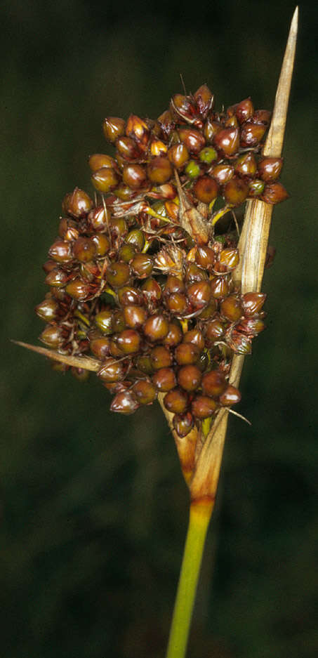 Image of spiny rush