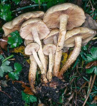 Image of Pholiota gummosa (Lasch) Singer 1951