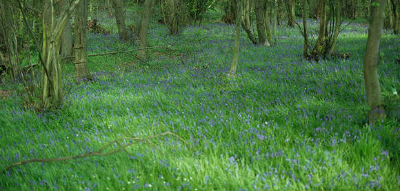 Image of Common Bluebell