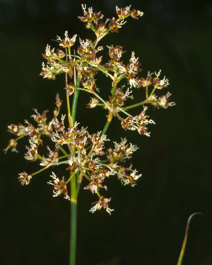 Image of sharp-flowered rush