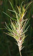 Image de Festuca vivipara (L.) Sm.