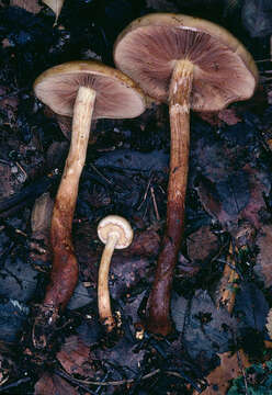 Image of Pholiota alnicola (Fr.) Singer 1951