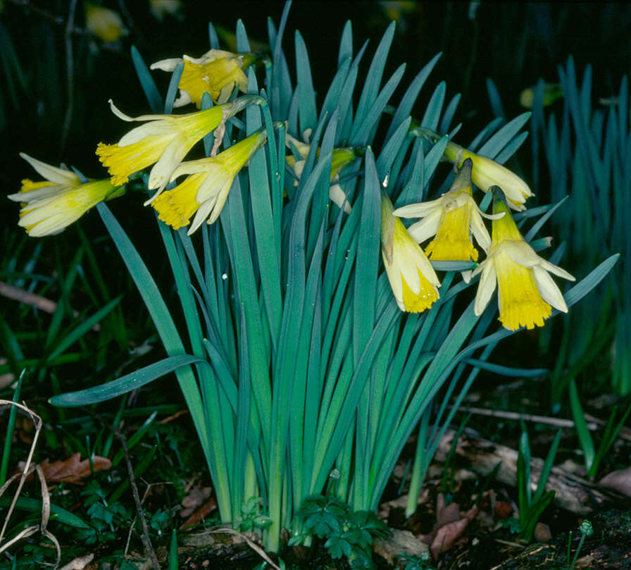 Image of Narcissus pseudonarcissus subsp. pseudonarcissus