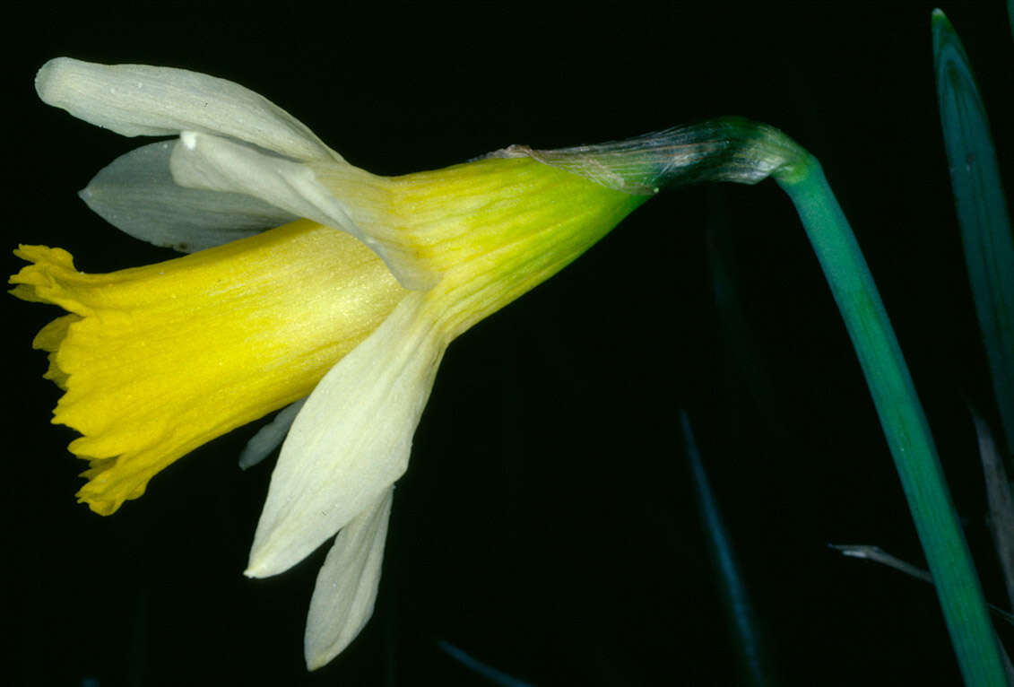 Image of Narcissus pseudonarcissus subsp. pseudonarcissus