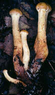 Image of Pholiota alnicola (Fr.) Singer 1951