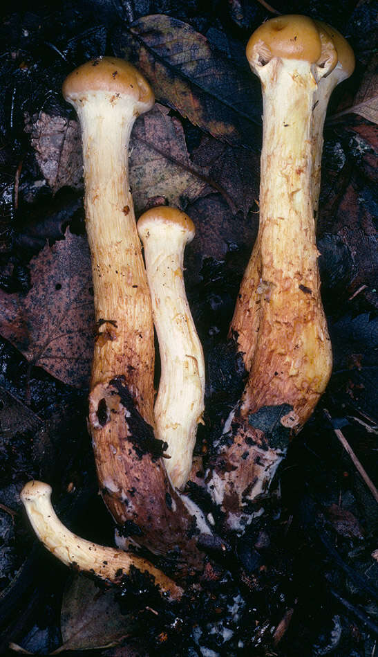 Image de Pholiota alnicola (Fr.) Singer 1951