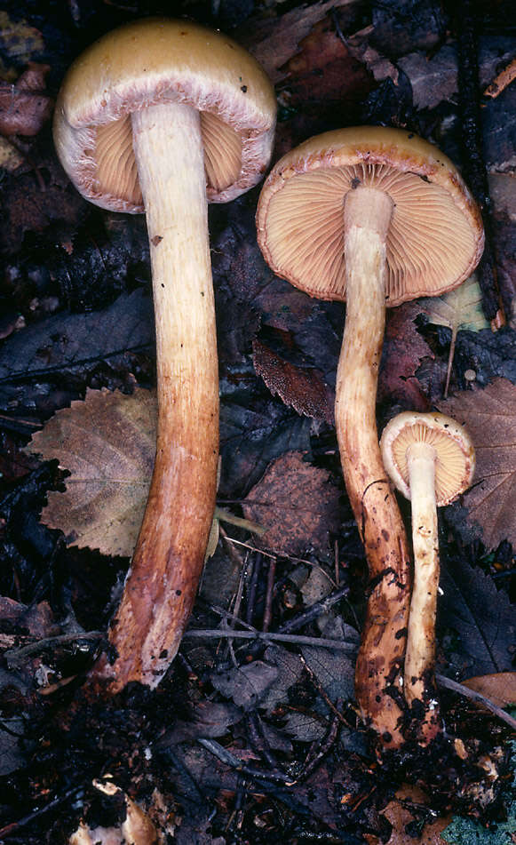 Image de Pholiota alnicola (Fr.) Singer 1951