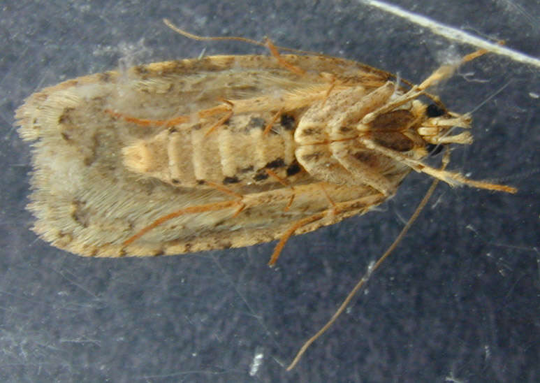 Image of Agonopterix heracliana Linnaeus 1758