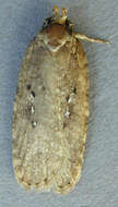 Image of Agonopterix heracliana Linnaeus 1758