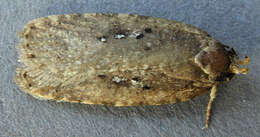 Image of Agonopterix heracliana Linnaeus 1758