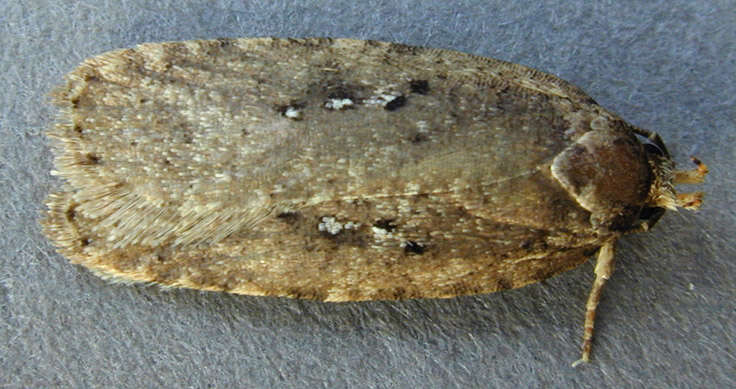 Image of Agonopterix heracliana Linnaeus 1758