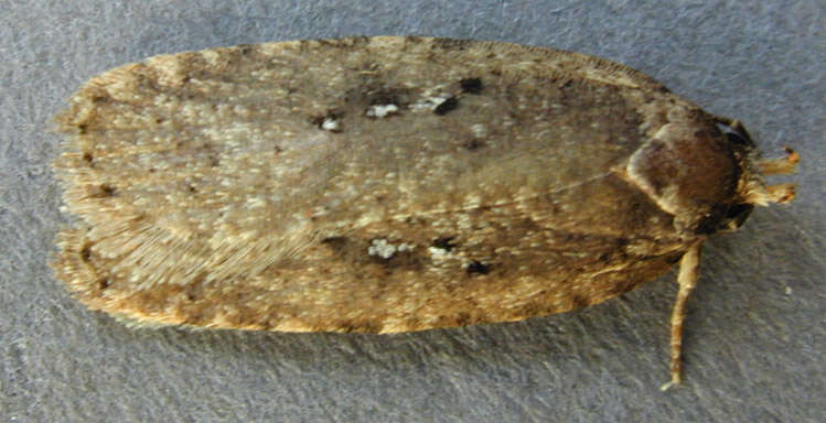 Image of Agonopterix heracliana Linnaeus 1758