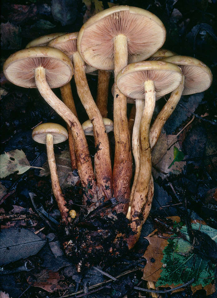 Image of Pholiota alnicola (Fr.) Singer 1951