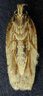 Image of Agonopterix arenella Denis & Schiffermüller 1775