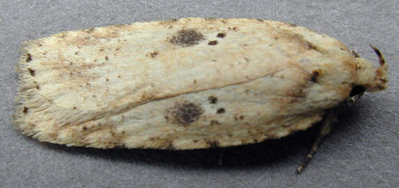 Image of Agonopterix arenella Denis & Schiffermüller 1775