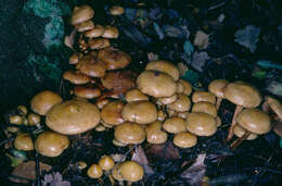 Image of Pholiota alnicola (Fr.) Singer 1951