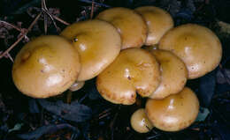 Image of Pholiota alnicola (Fr.) Singer 1951